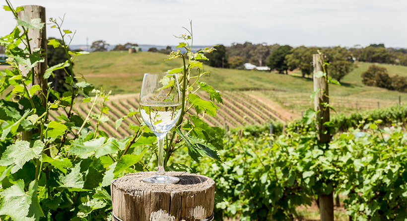 Anderson-Hill-wine in vineyard | Mengni Yang | Halliday Wine Companion